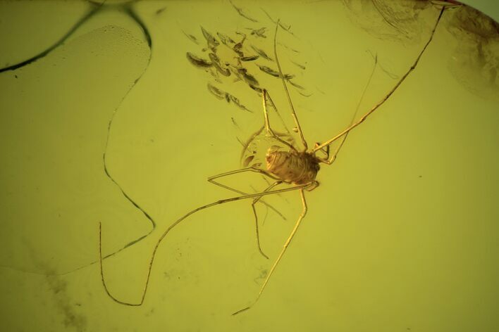 Detailed Fossil Daddy Longleg (Opiliones) In Baltic Amber #90876